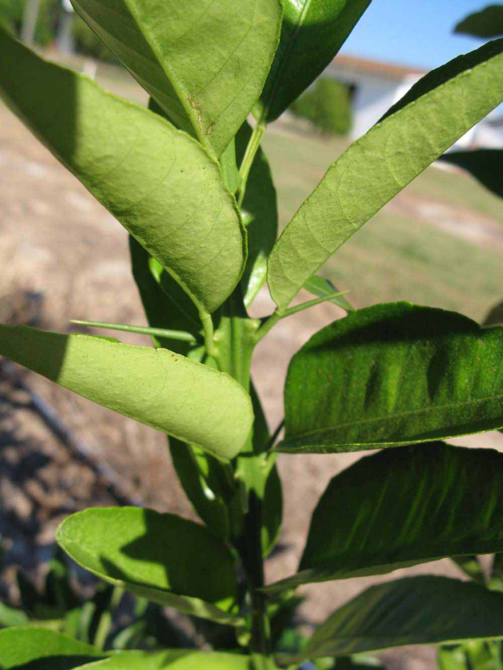              Sun leaves (Winter Haven, FL)       